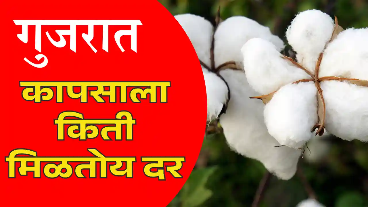 Gujarat kapus rate